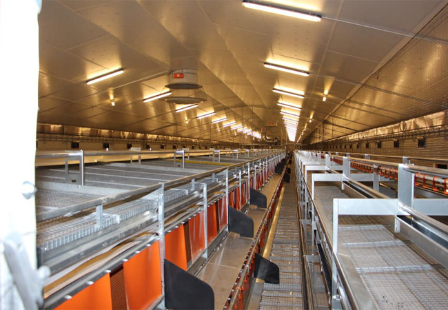 Stromann und Meiners nimmt bei Stall für 22500 Hühner die Elektroinstallation vor