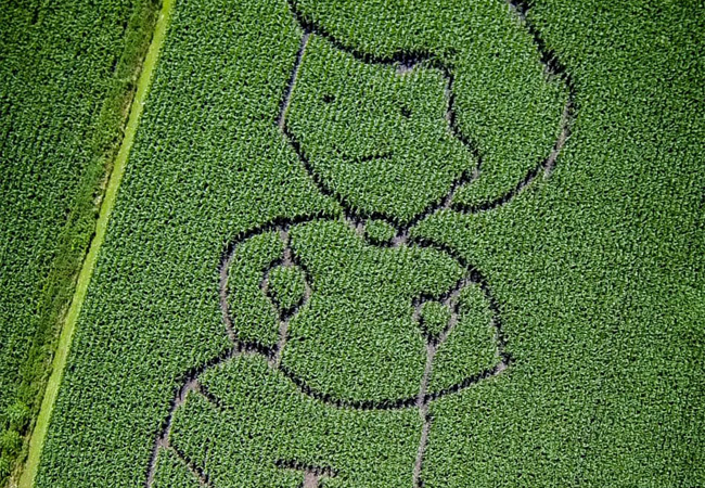 Maislabyrinth auf Bussjans Hof