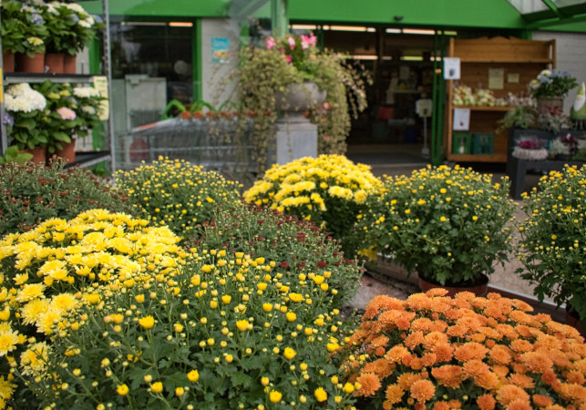 Herbstzeit ist Pflanzzeit – im Raiffeisen-Fachmarkt finden Sie prächtige Spätblüher und winterharte Stauden